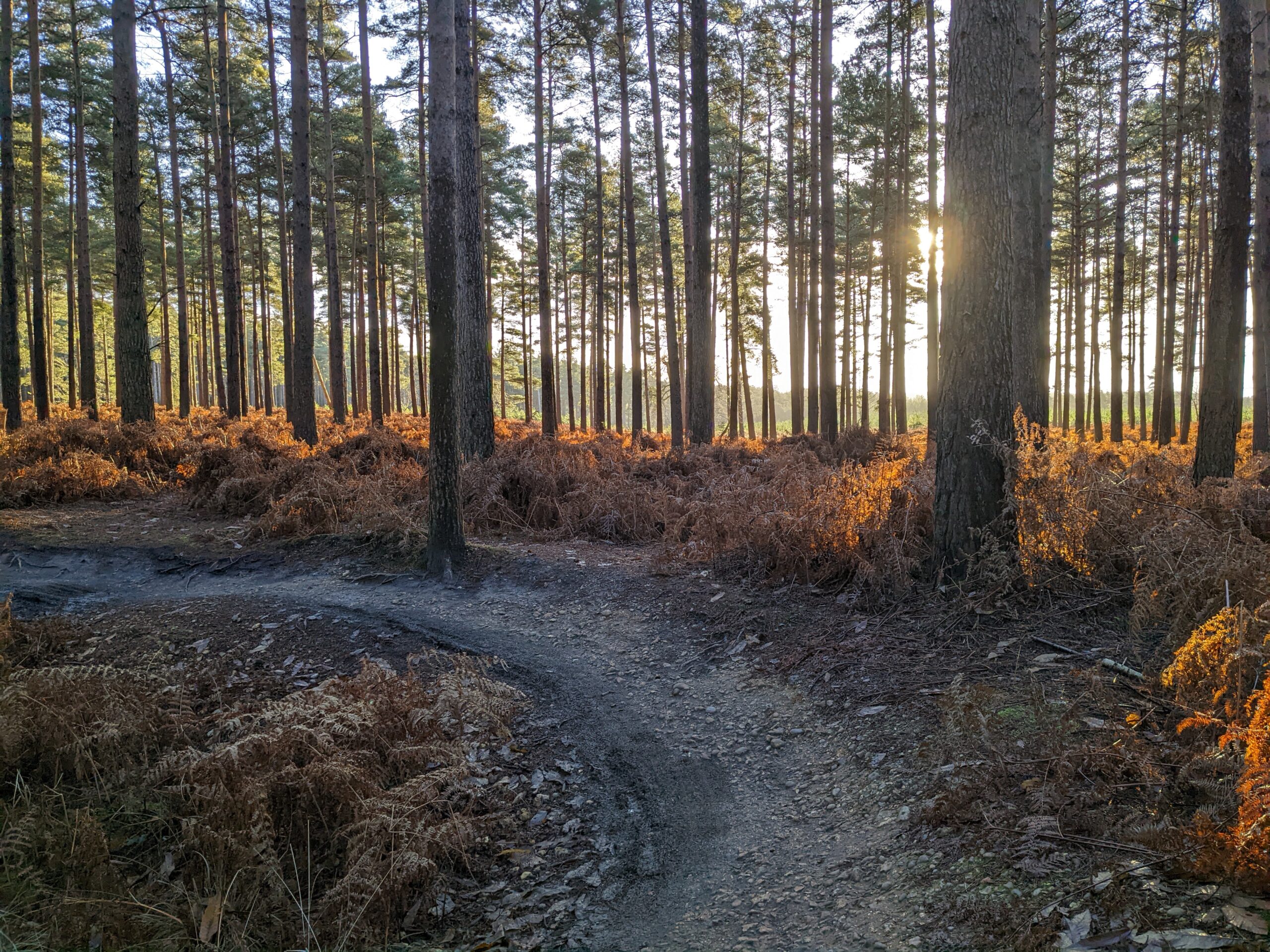 Swinley Forest