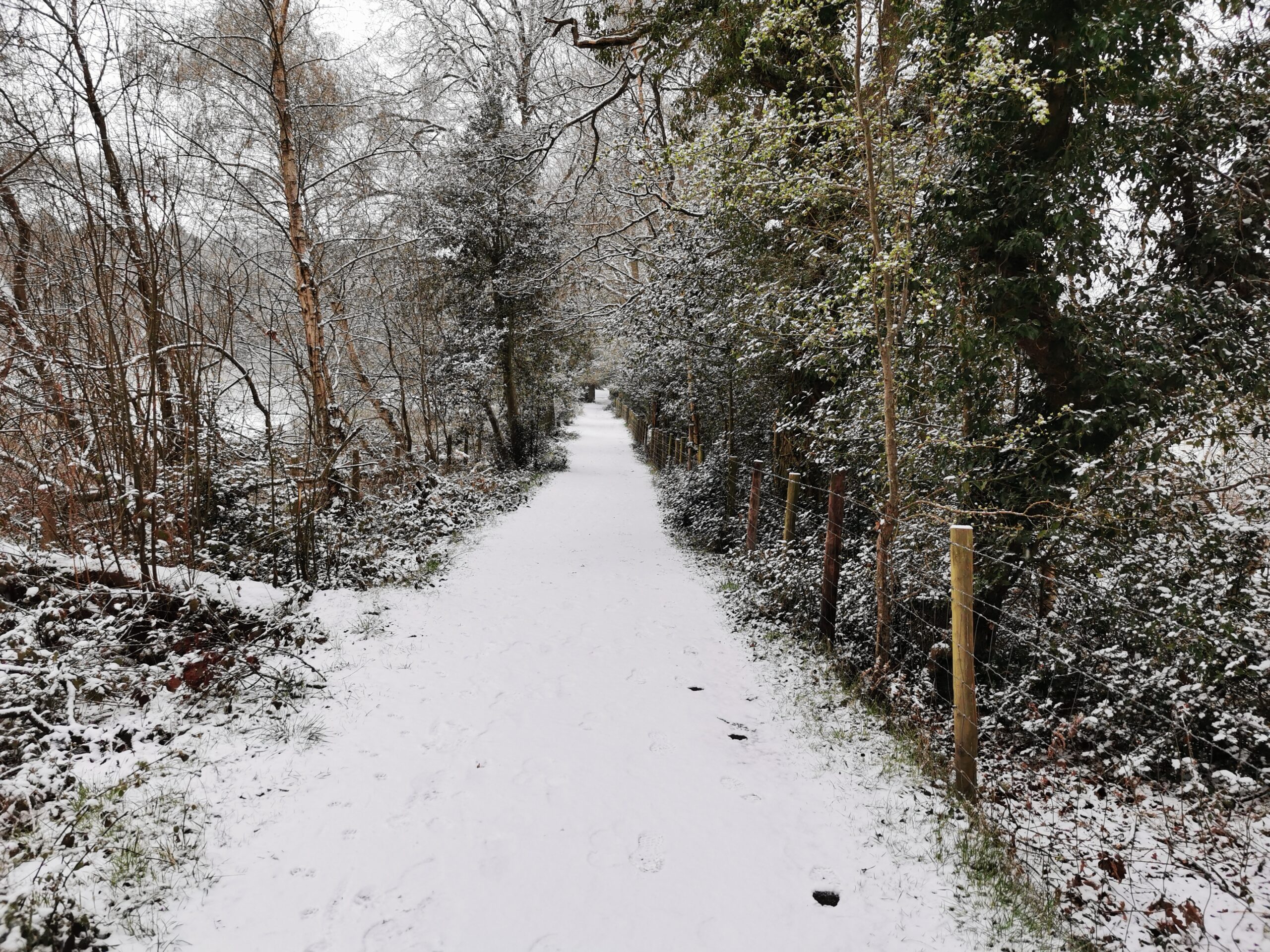 Wildmoor Heath Nature Reserve