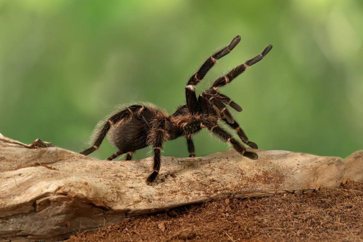 Tarantula