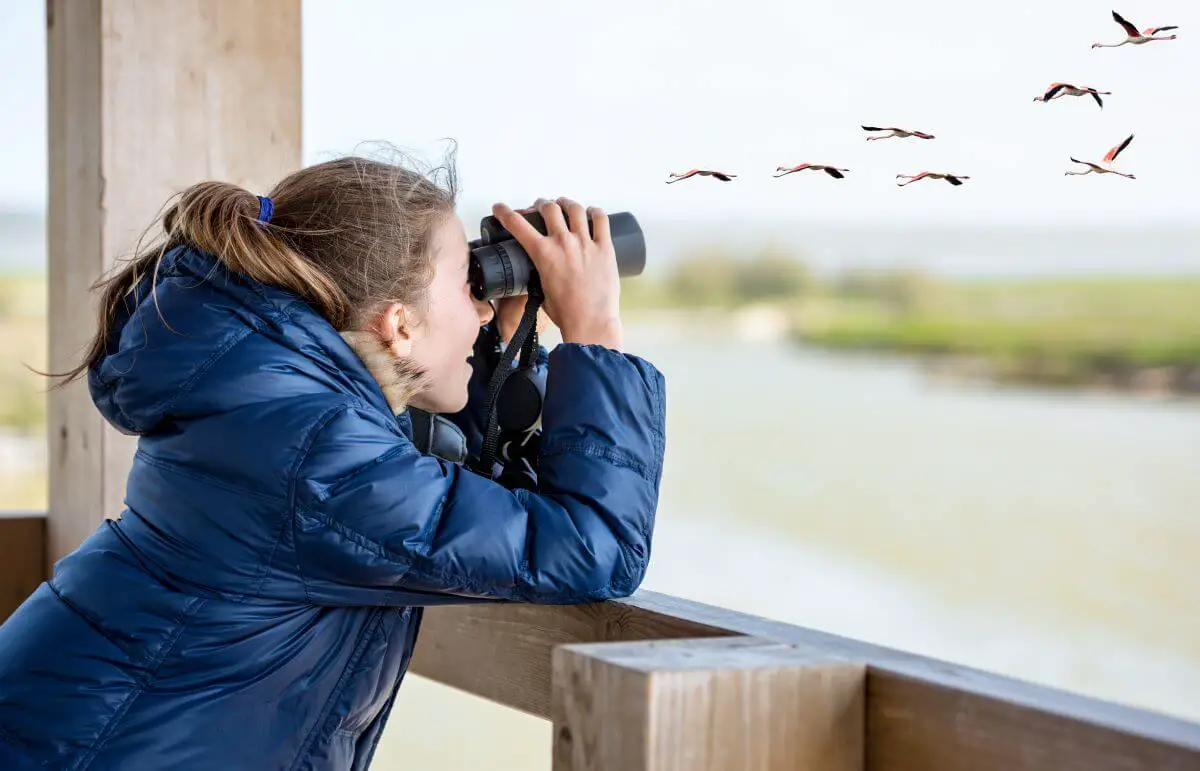 Birdwatching