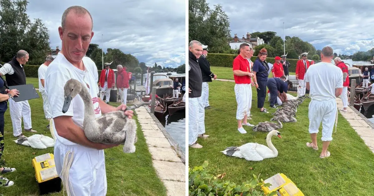 Annual 'swan Upping' Takes Place In Cookham And Bourne End