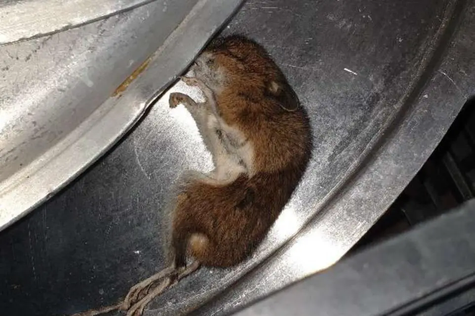 Caterer Speaks Out After Dead Mouse Found In Reading School