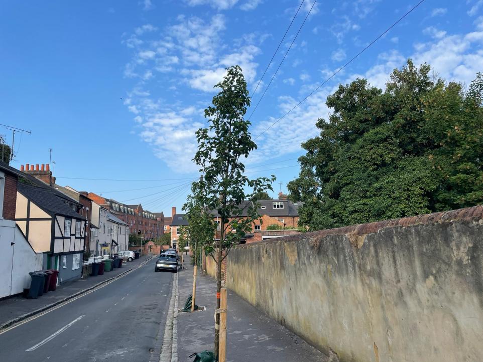 Hundreds Of New Trees In Reading How You Can Plant More