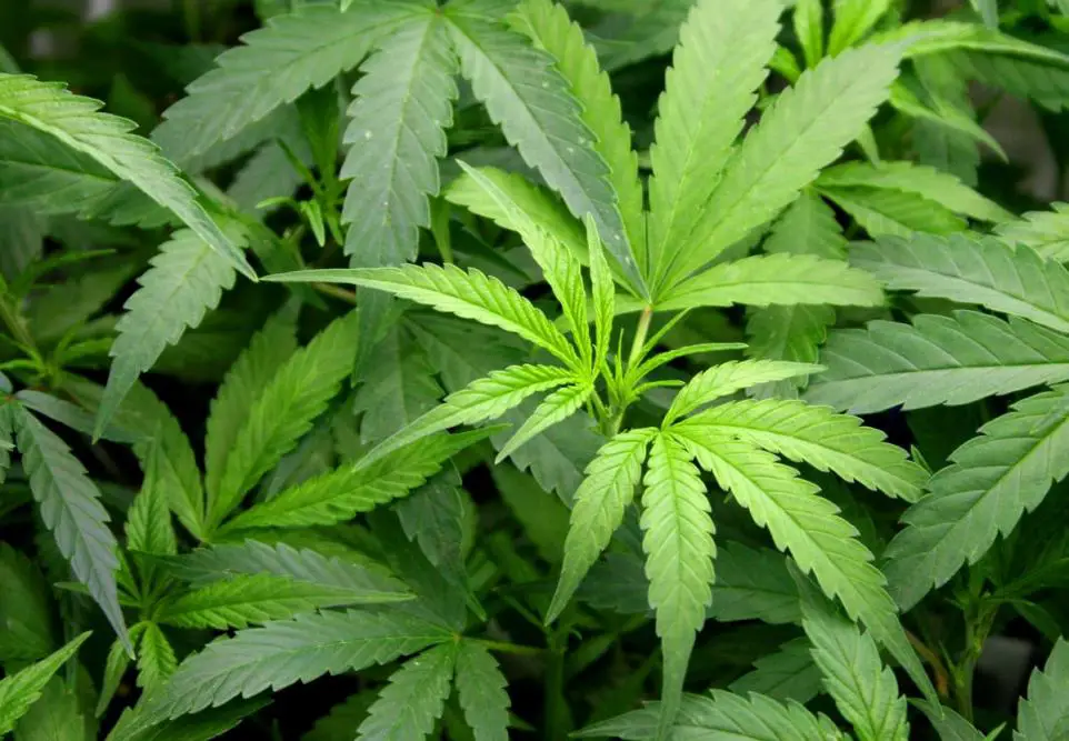 Reading House Transformed Into Cannabis Farm, Court Hears