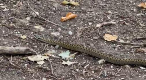 Snake Specialist Gives Advice Amid Adder Sightings In Berkshire