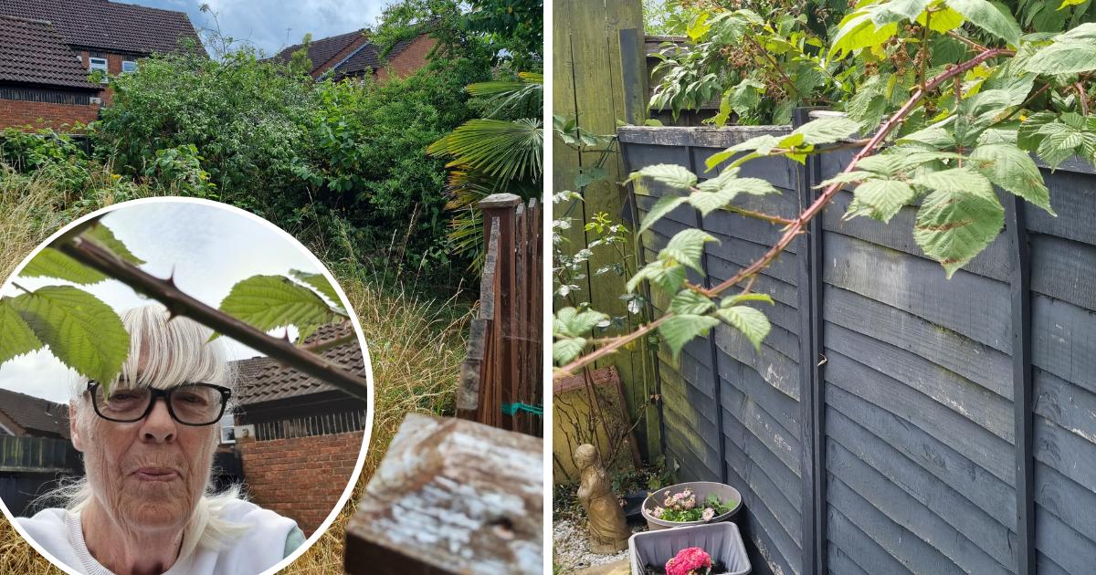 Woman Complains About Neighbours Rat Infested Garden For 15 Years