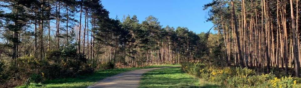 Neighbour's Fury Over Deforestation Works In Bracknell