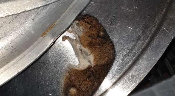 Sonning Common Primary School Kitchen Will Reopen After Mouse Found