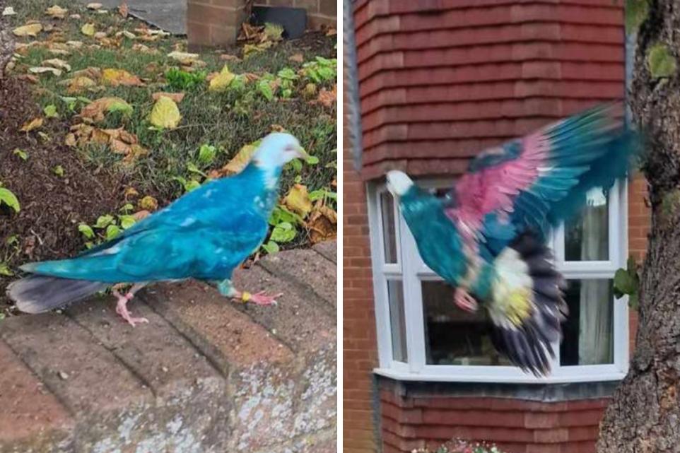 Maidenhead Residents Mystified By Bright Blue Pigeon