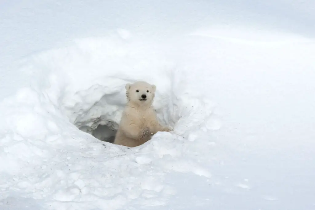 Polar Bear (ursus Maritimus) Cub Looking Out Of Den, Wapusk National Park, Churchill, Hudson Bay, Manitoba, Canada