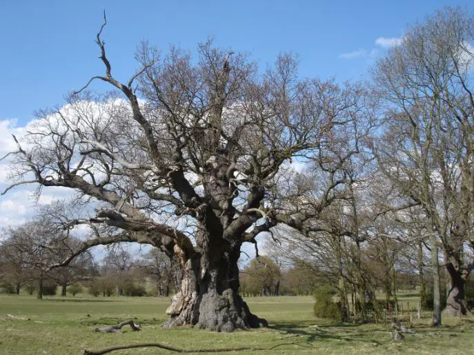 Ancient Oak Groves