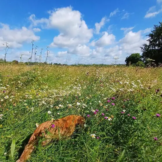 Cookham Dean's Countryside Charm