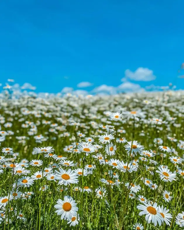 Wildflower Meadows