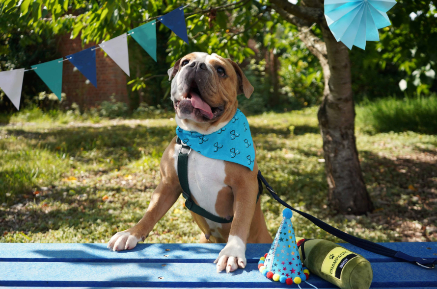 Battersea Dog Marcie Standing On Bench At Rescue Party